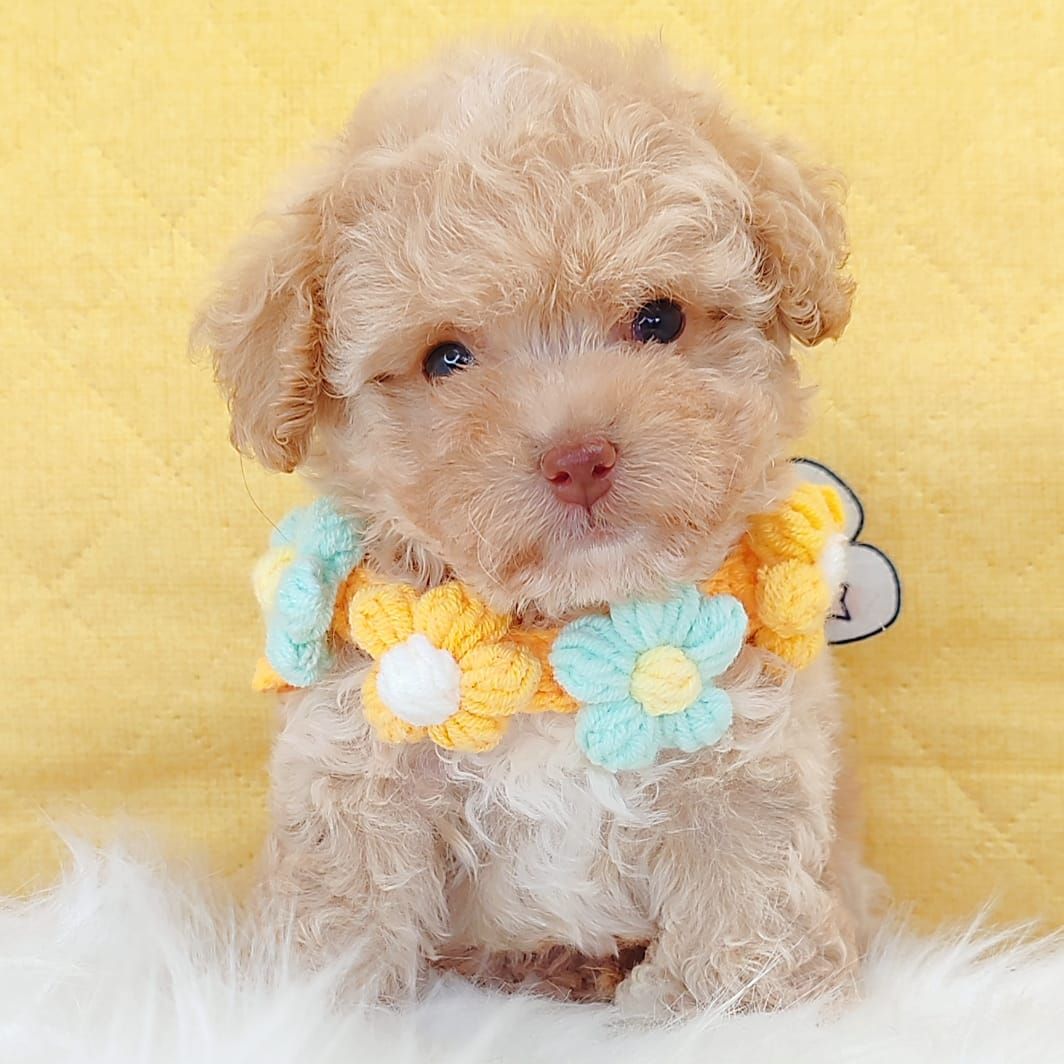 Maltipoo 马尔泰迪