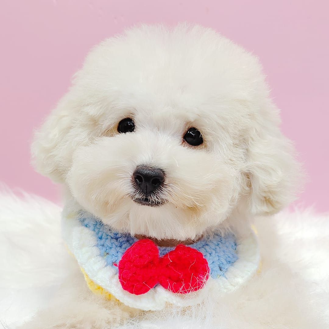 Bichonpoo 泰迪熊