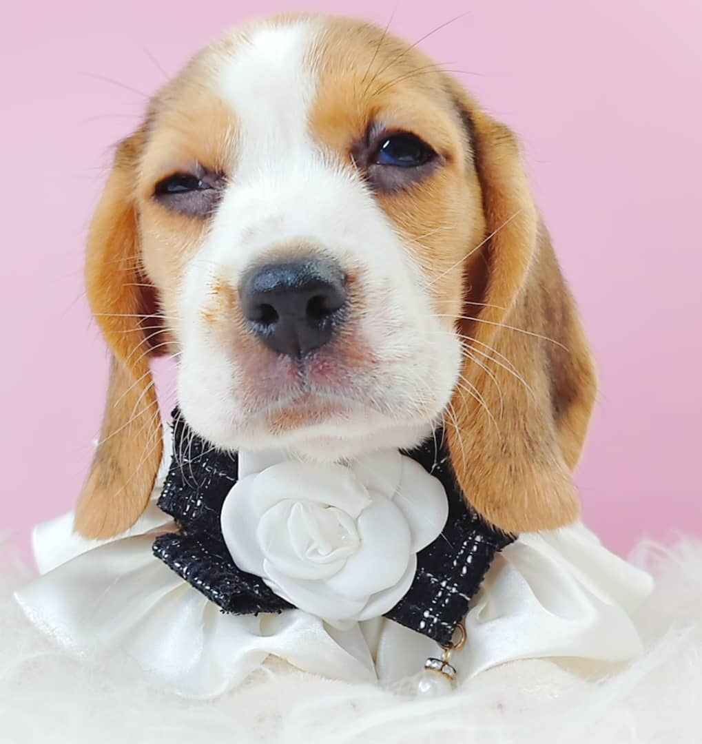 Beagle 米格鲁