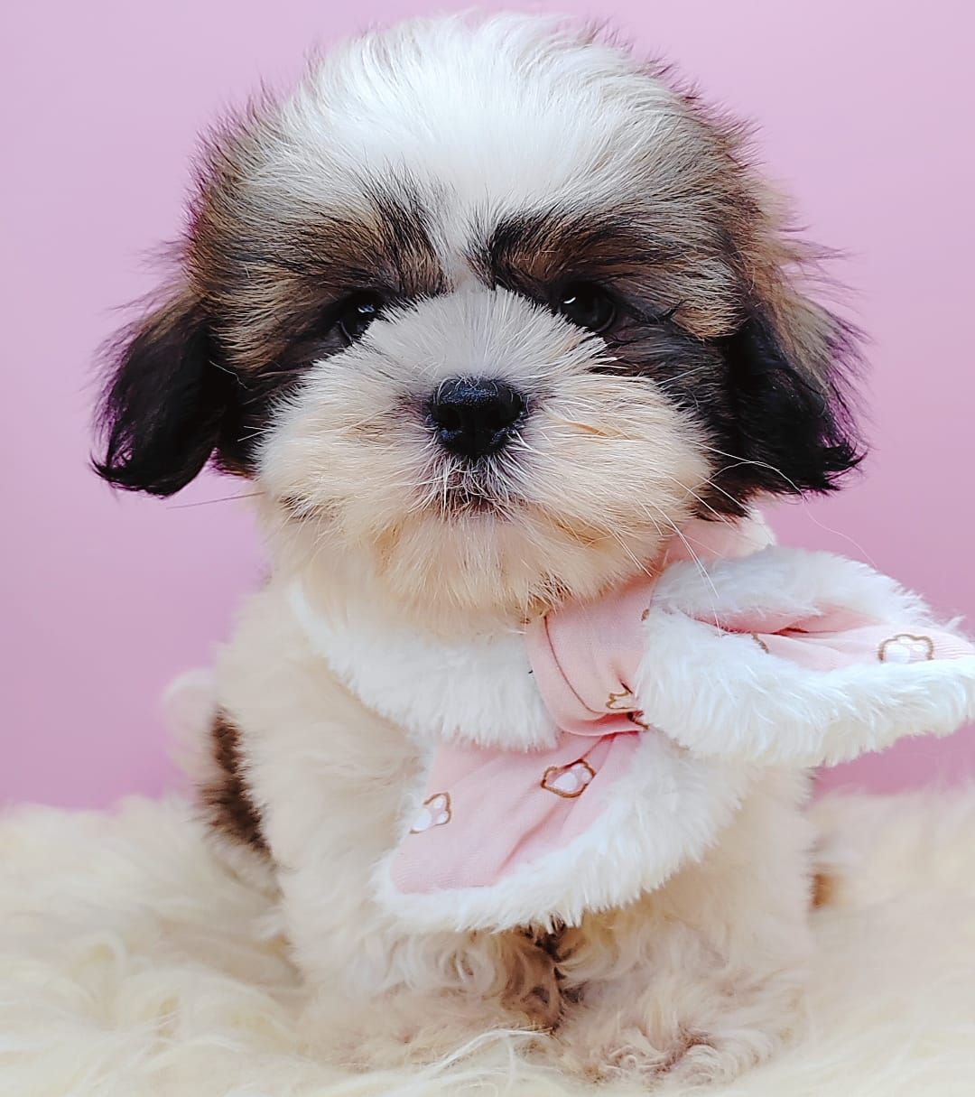  Shih Tzu 西施