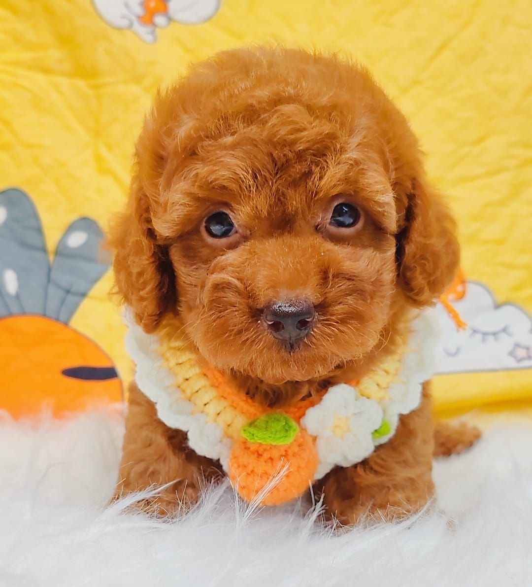 Poodle 娉拌开璐靛