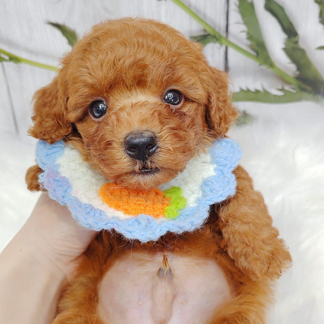 Poodle 娉拌开璐靛