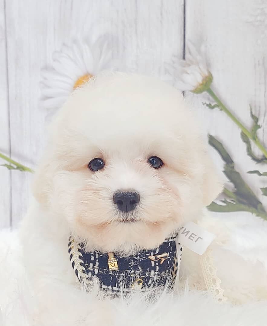 Maltipoo 马尔泰迪