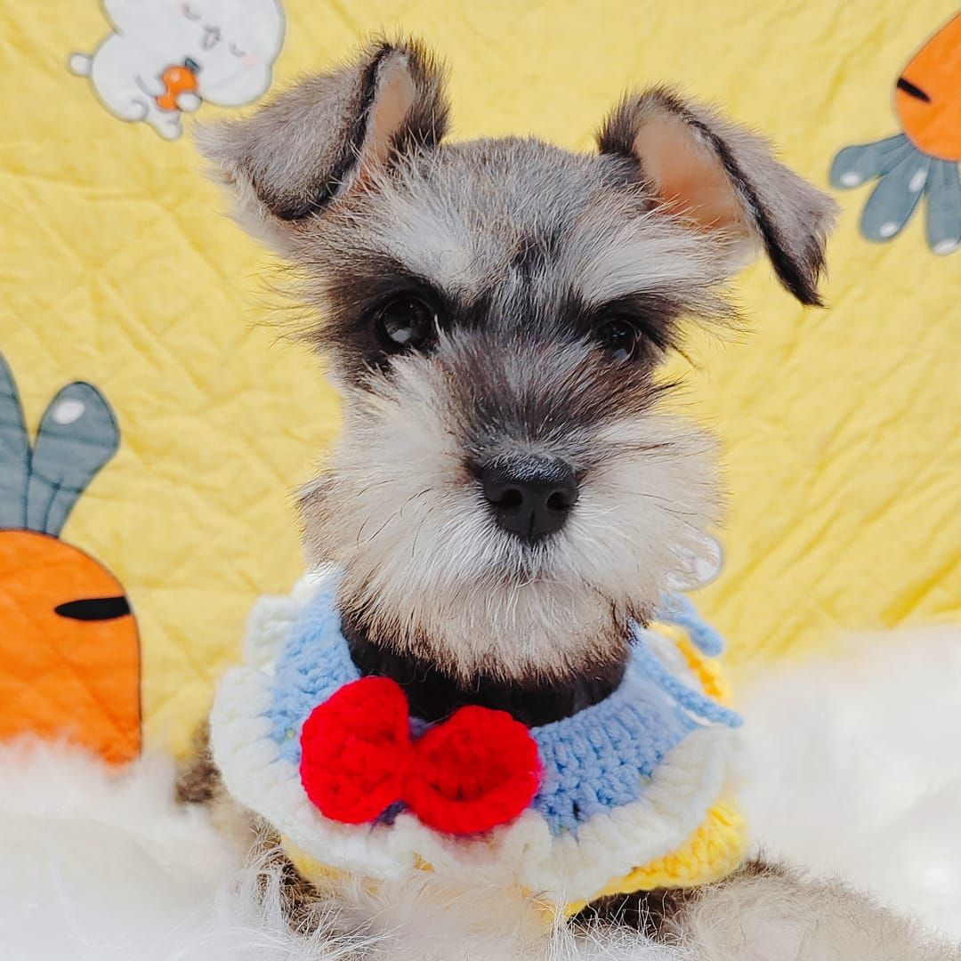 Schnauzer 雪纳瑞