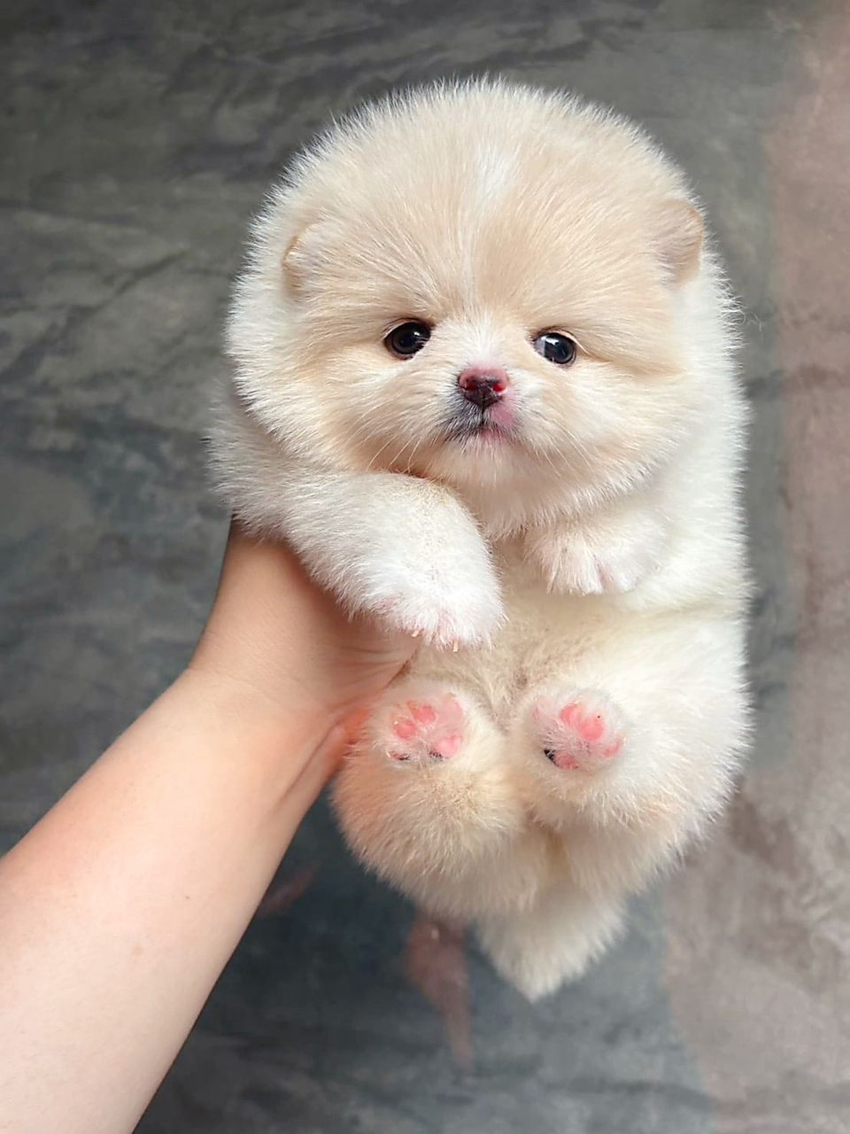 Pomeranian 博美