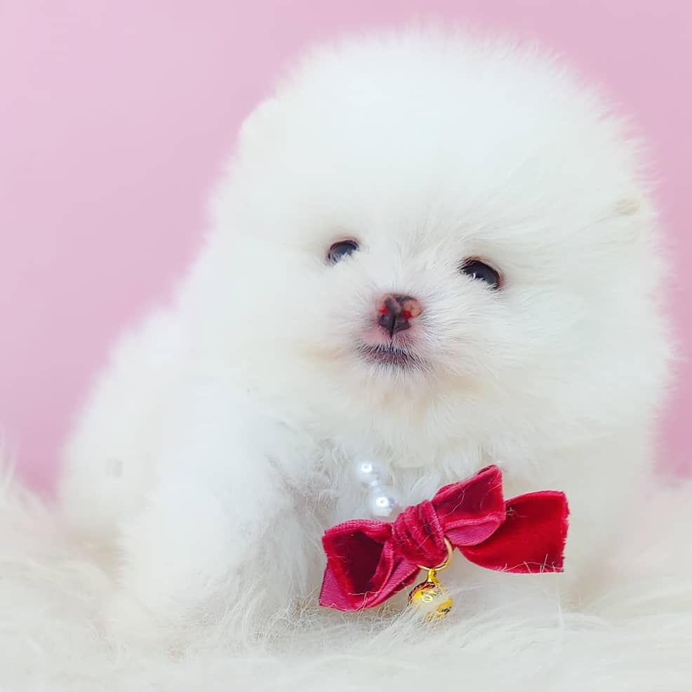 Pomeranian 博美