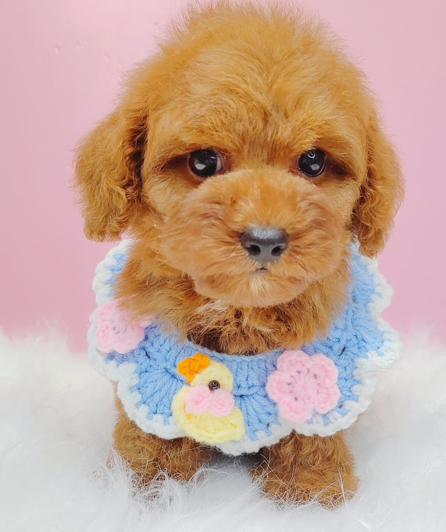 Poodle 娉拌开璐靛