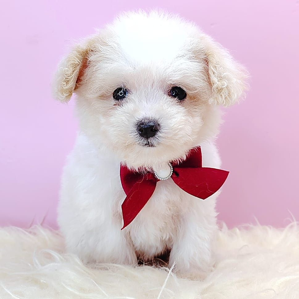 Poodle 娉拌开璐靛