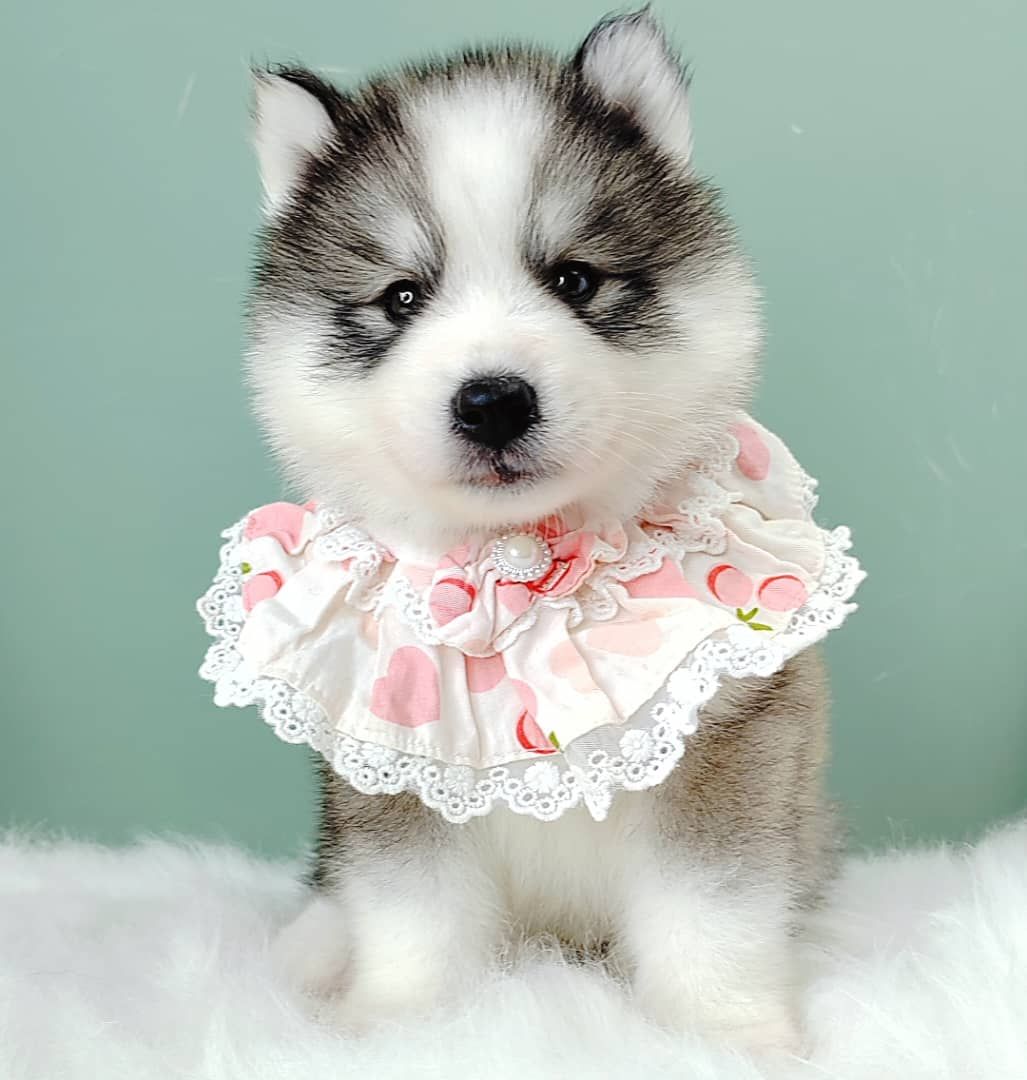 Wooly Husky 哈士奇