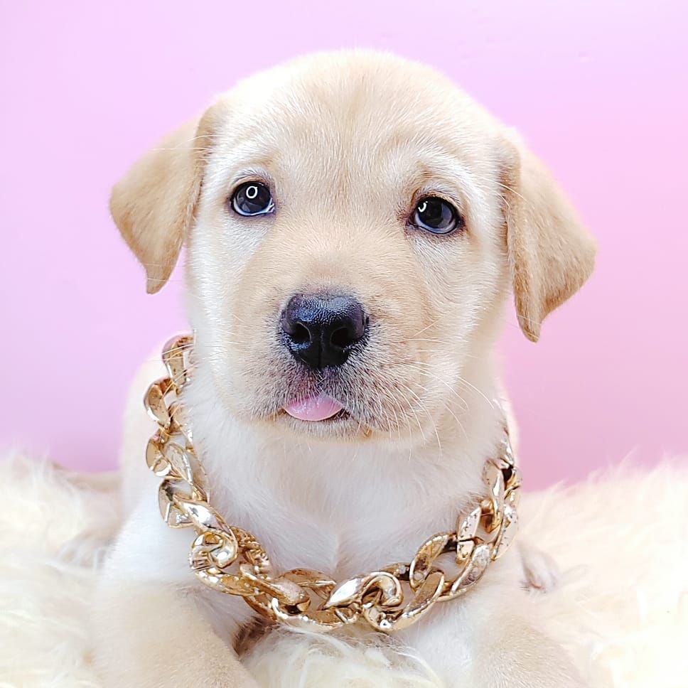  Labrador Retriever 拉布拉多