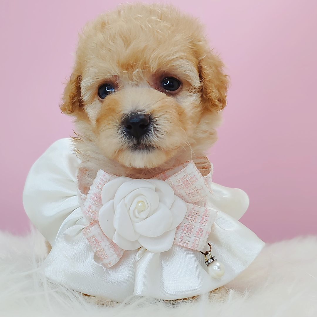 Poodle 娉拌开璐靛