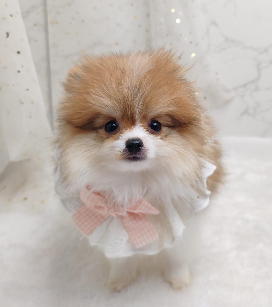 Pomeranian 博美