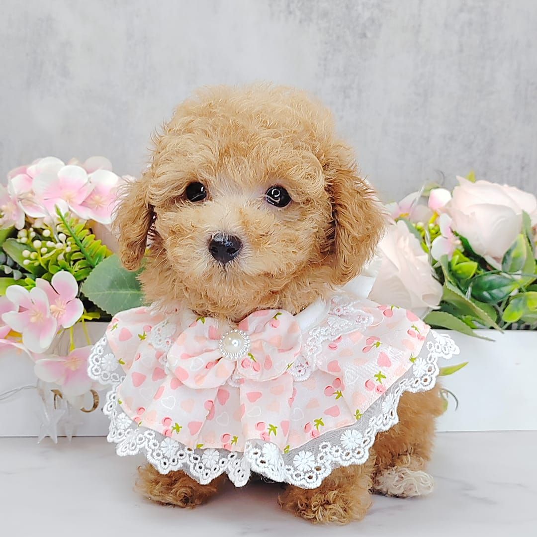 Poodle 娉拌开璐靛