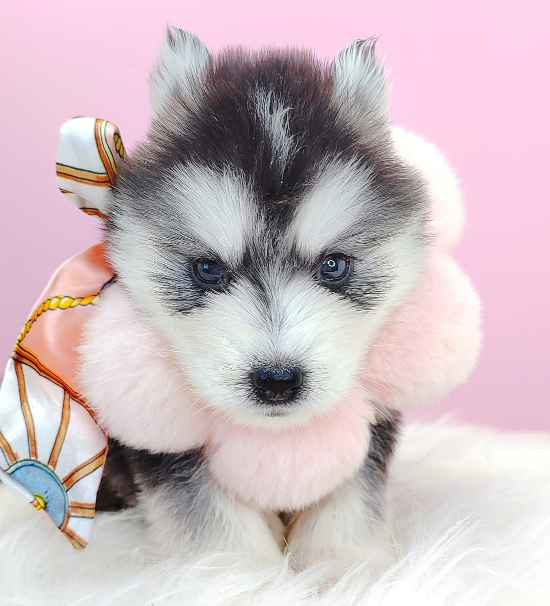 Pomsky 博士奇