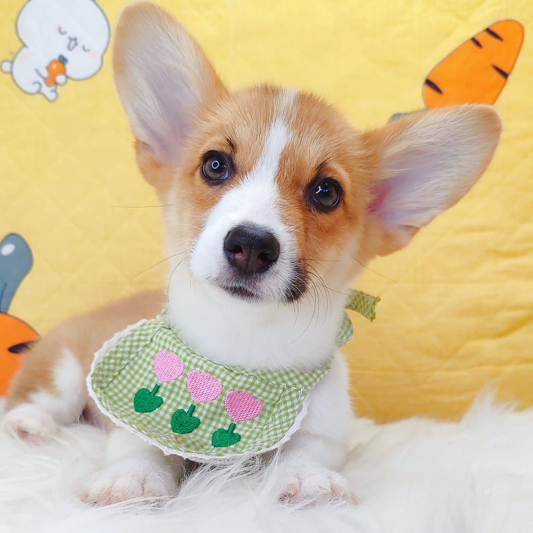 Corgi 柯基