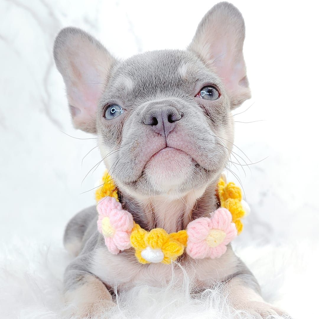 French Bulldog 法斗