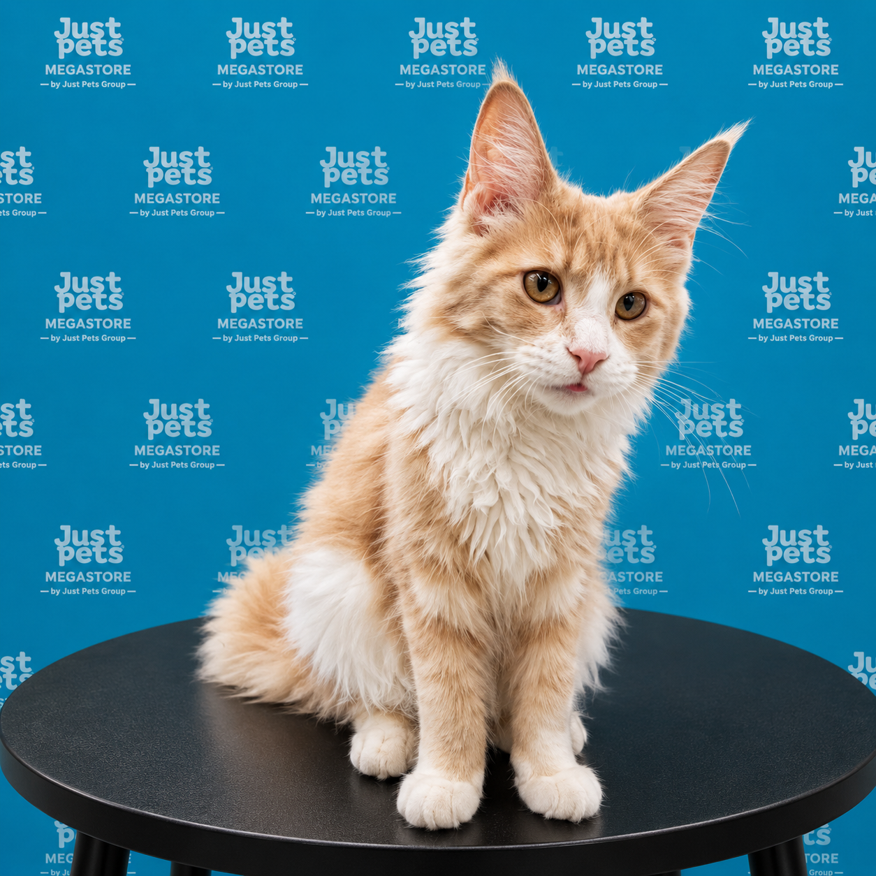 Mainecoon