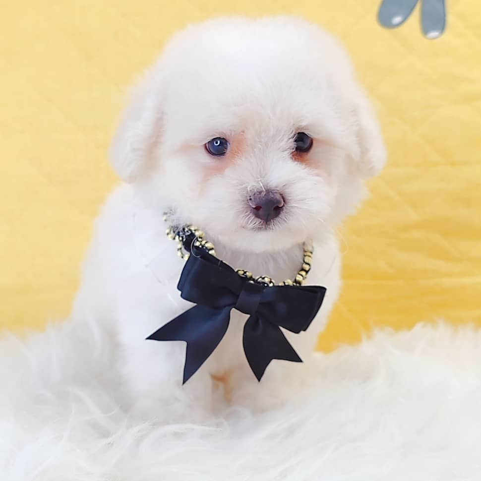 Poodle 娉拌开璐靛