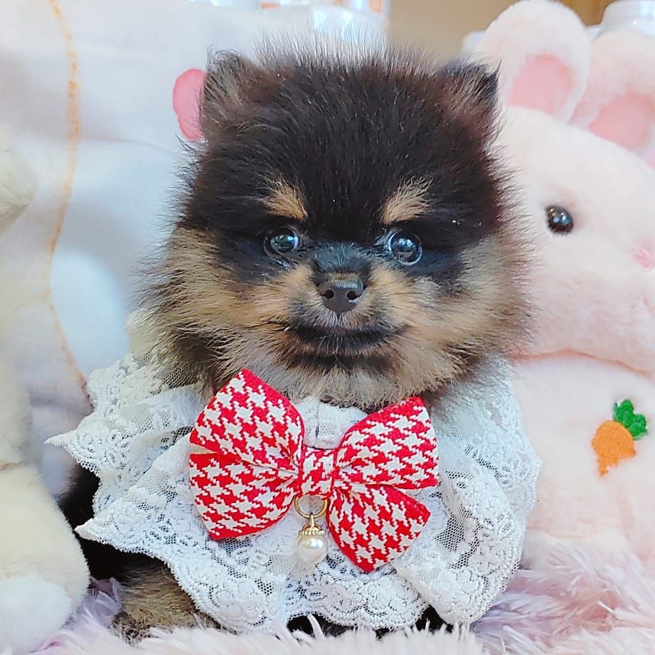 Pomeranian 博美