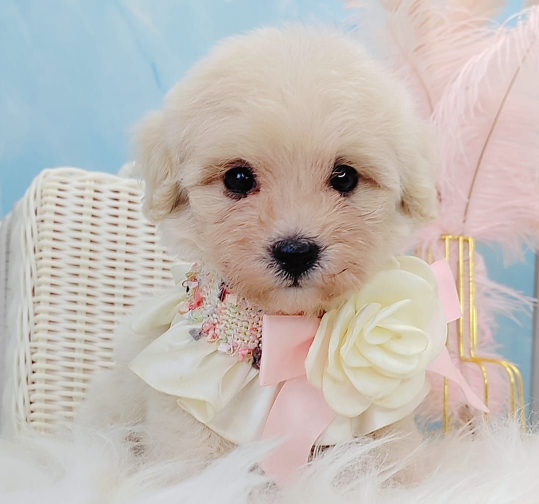 Maltipoo 马尔泰迪