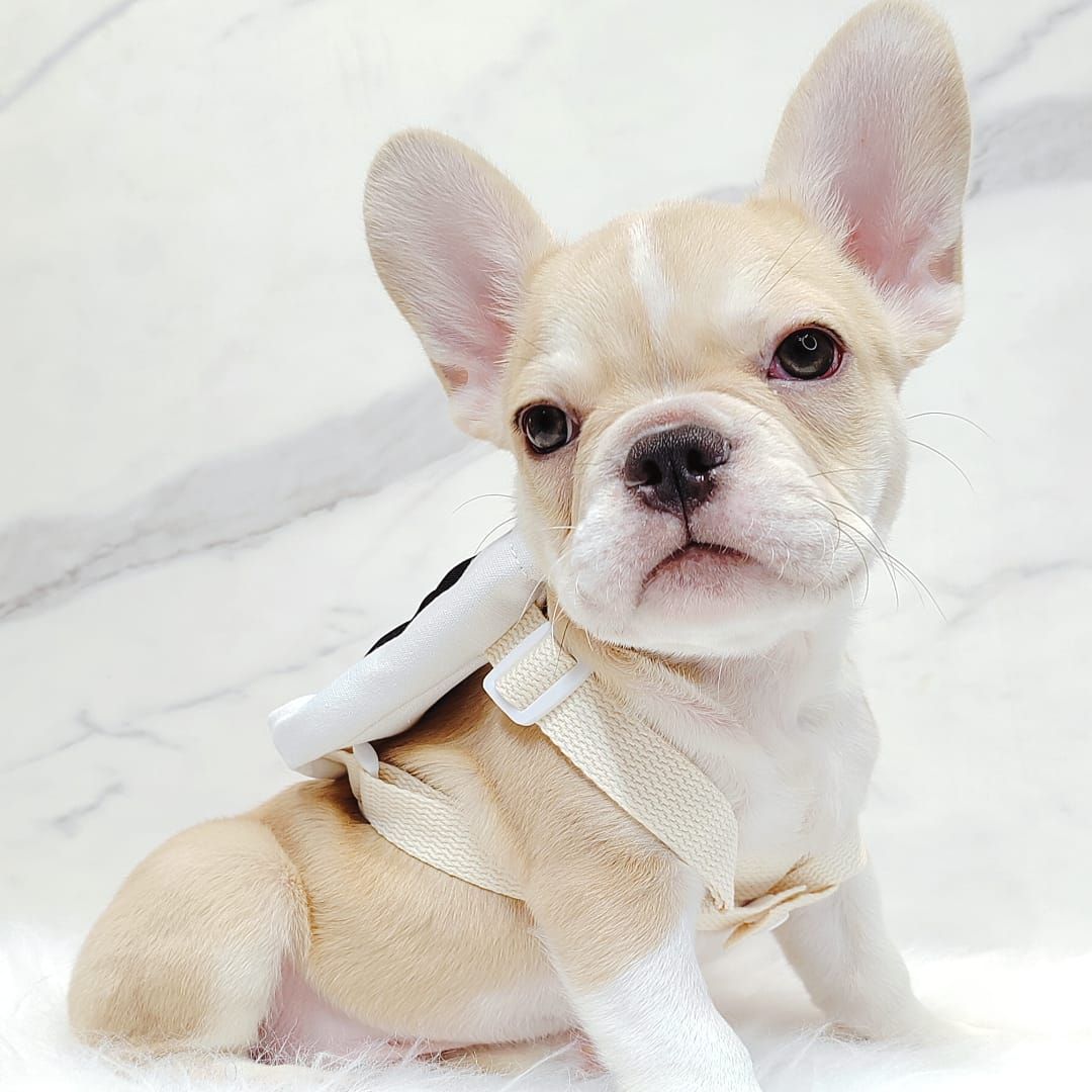 French Bulldog 法斗