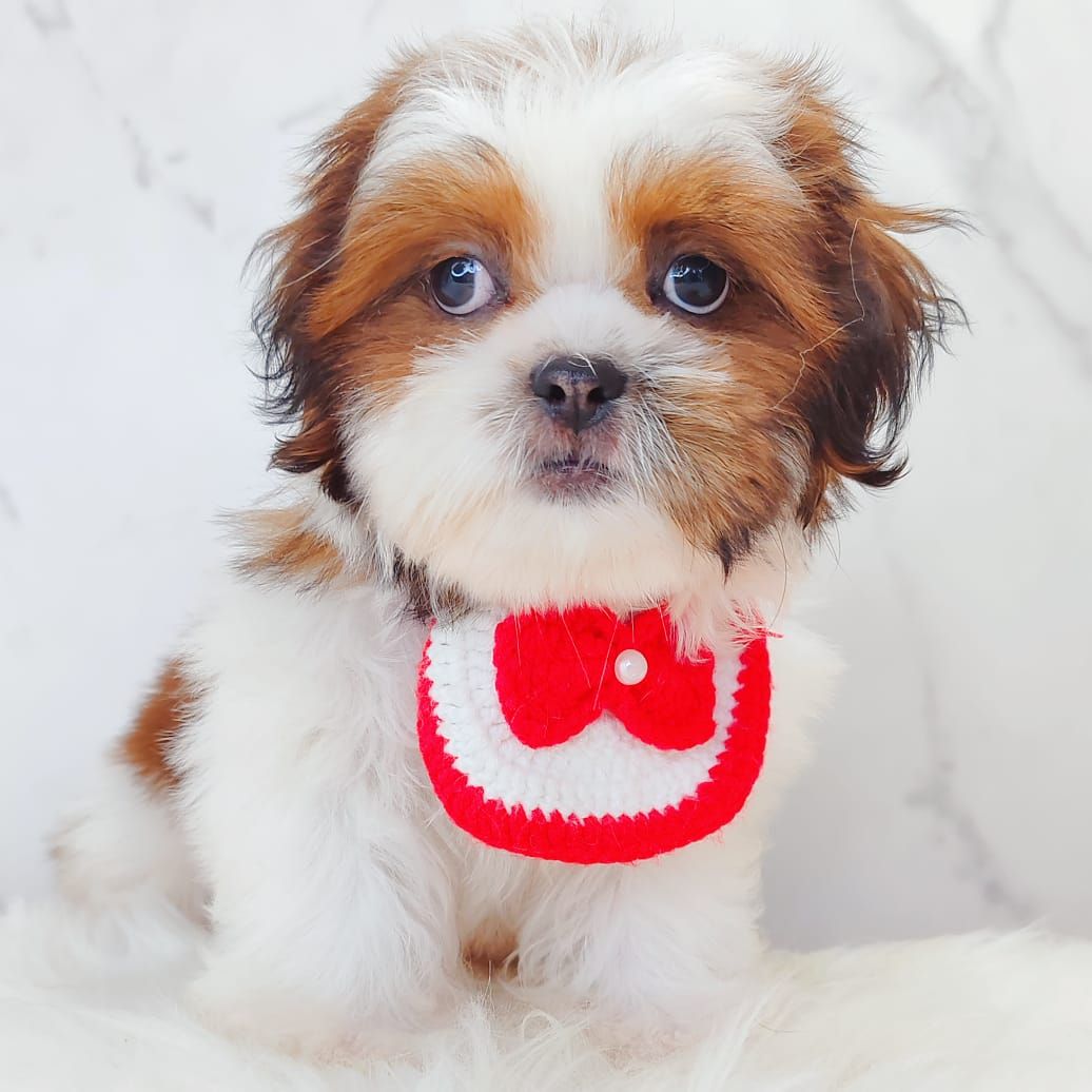 Shih Tzu 西施