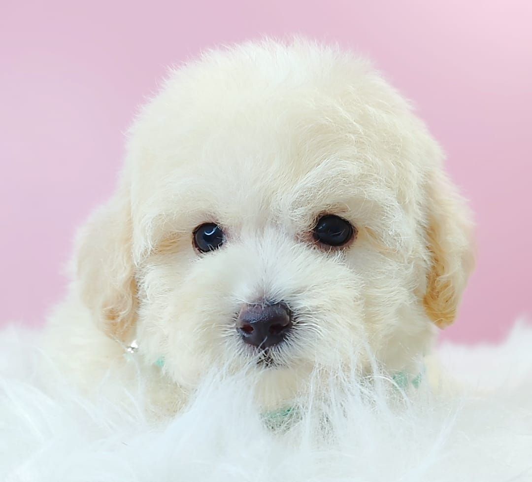 Maltipoo 马尔泰迪