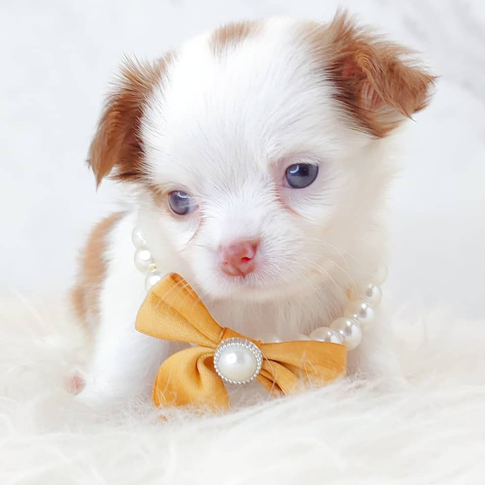 Chihuahua 吉娃娃