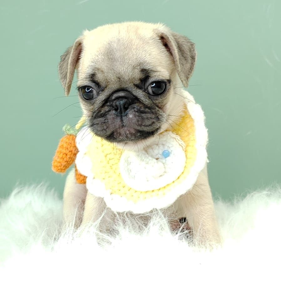 Pug 巴哥