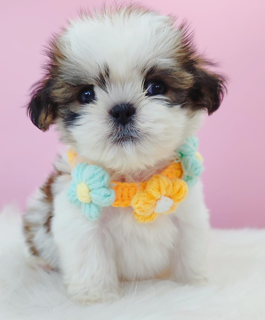 Shih Tzu 西施