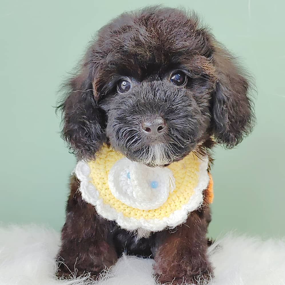 Poodle 娉拌开璐靛