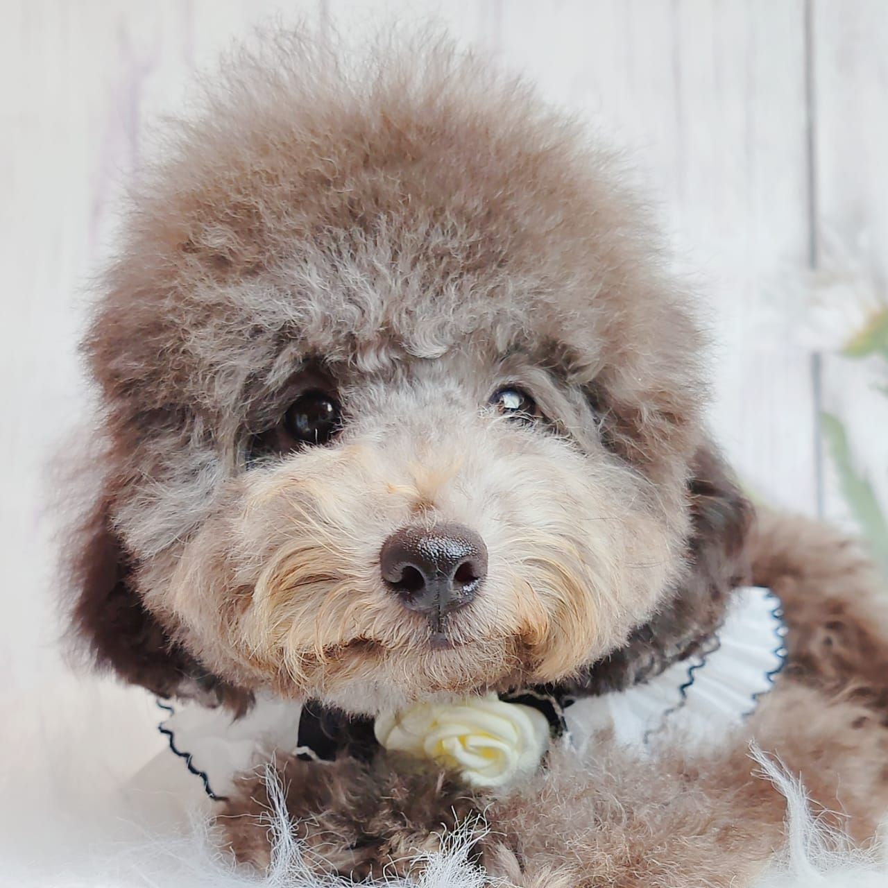 Poodle 娉拌开璐靛