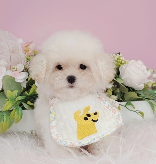 Poodle 泰迪贵宾 - FURGATHER DESTINY PET HOUSE