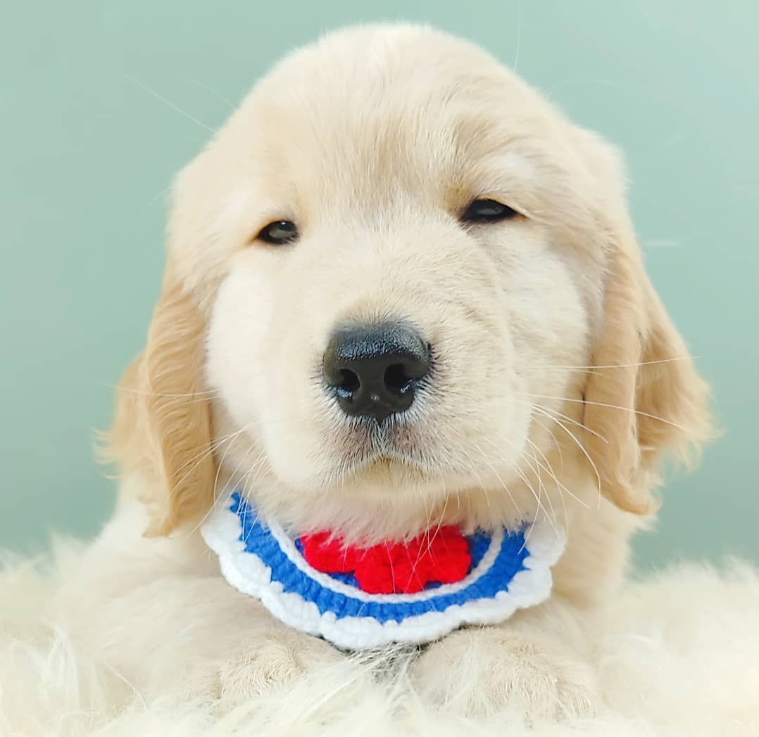 Golden Retriever 黄金猎犬