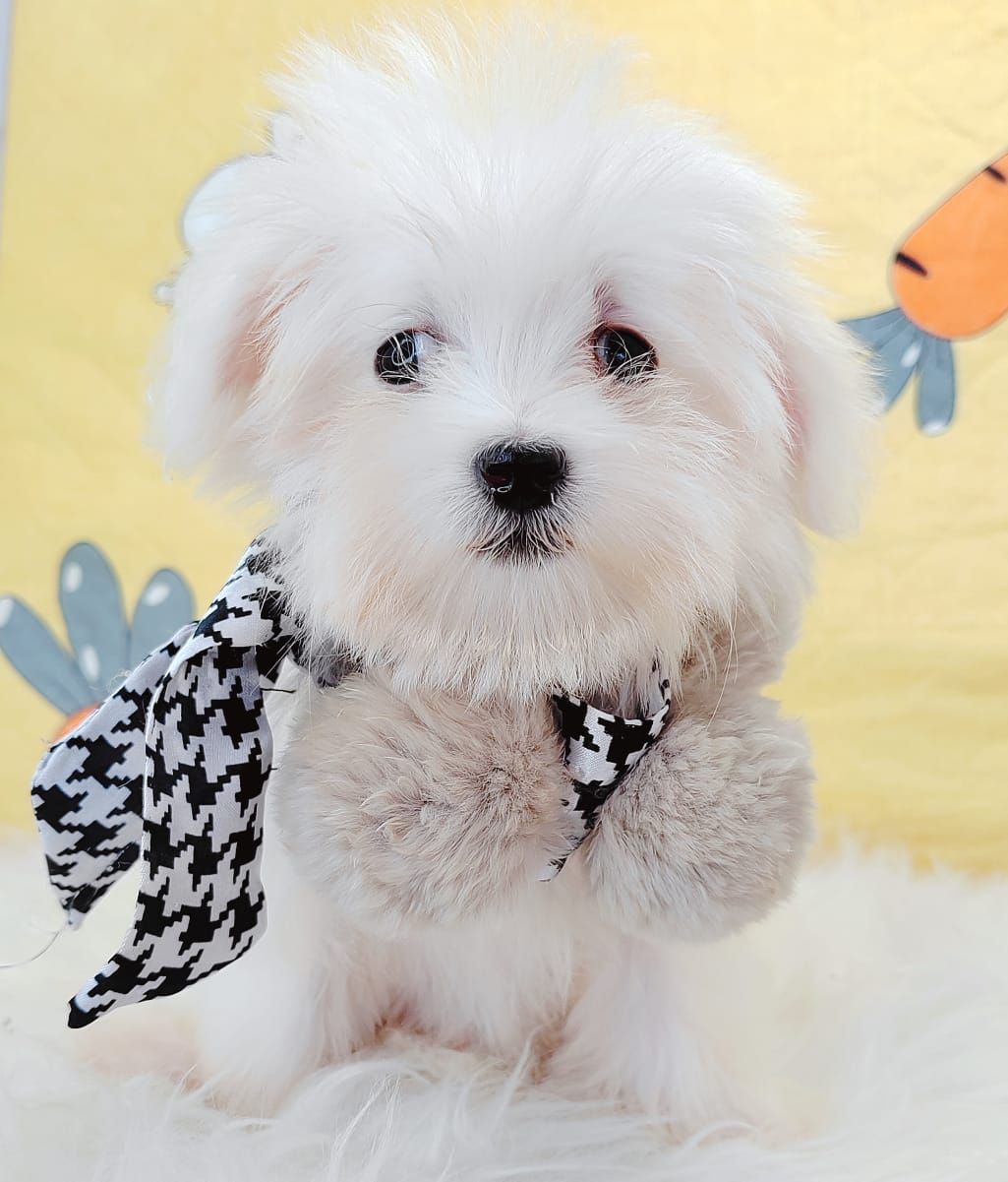 Maltese 马尔济斯