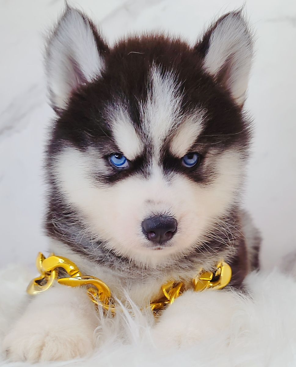 Wooly Husky 长毛哈士奇