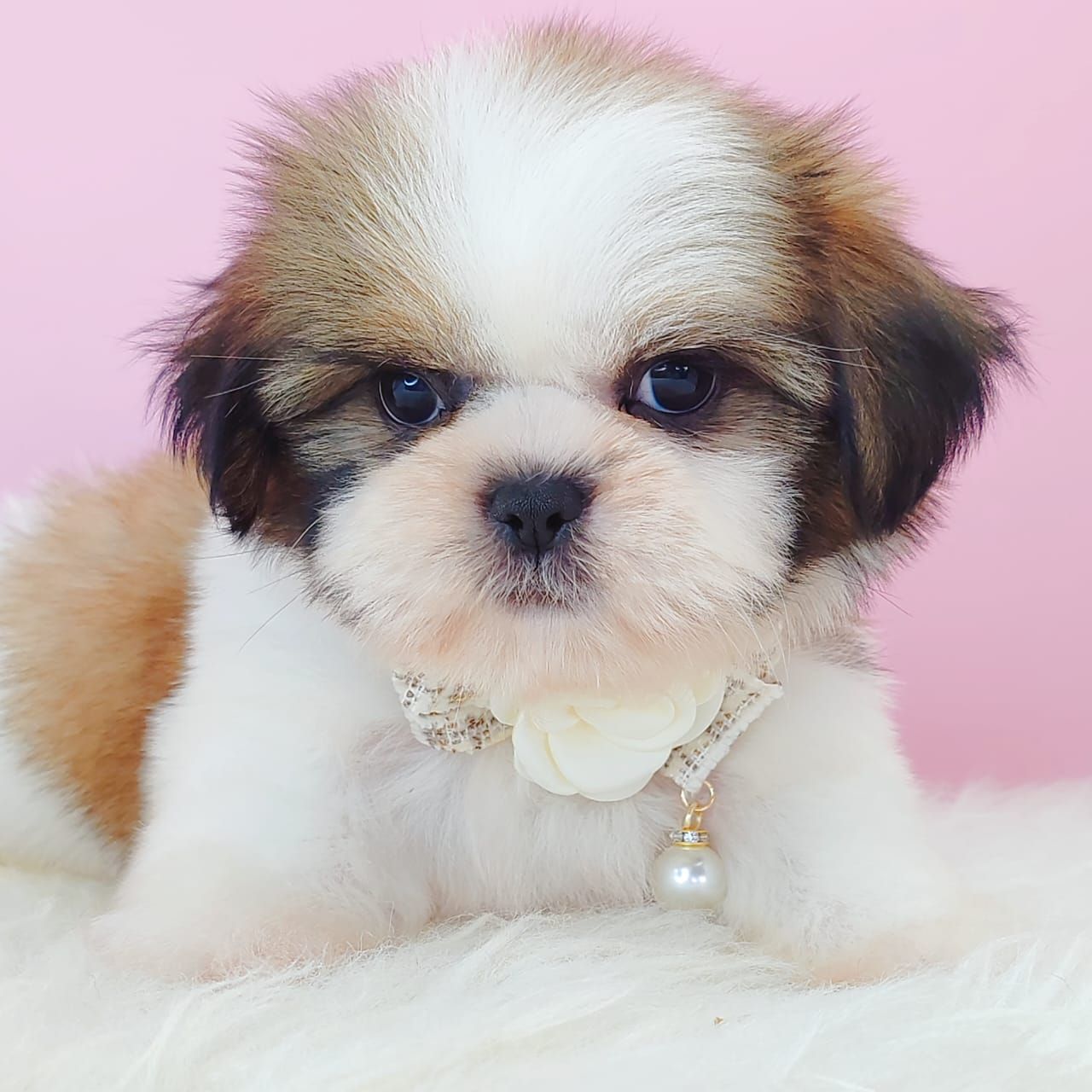 Shih Tzu 西施