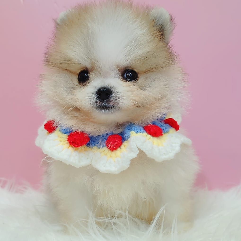 Pomeranian 博美