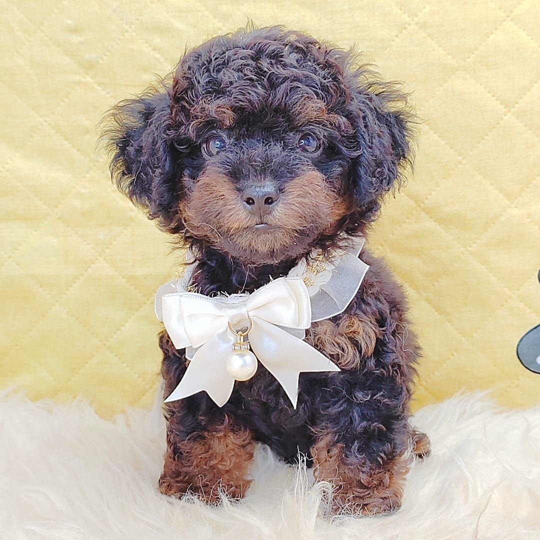 Poodle 娉拌开璐靛