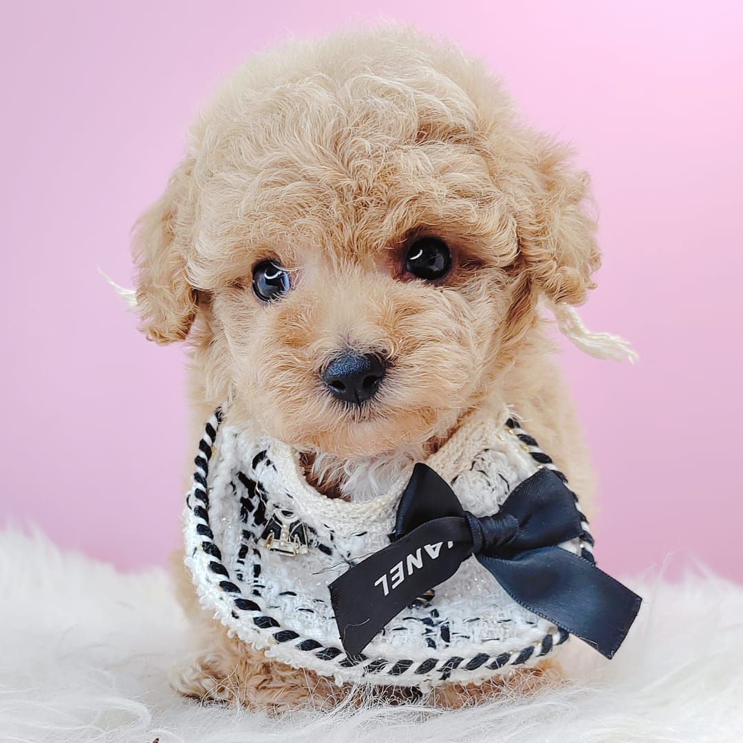 Poodle 璐靛娉拌开