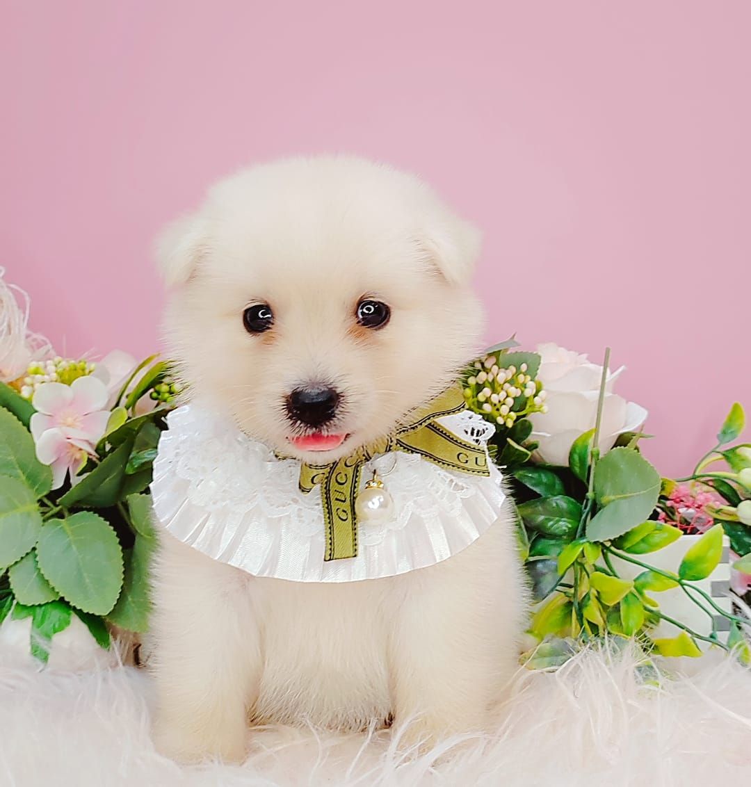 Pomsky 博士奇