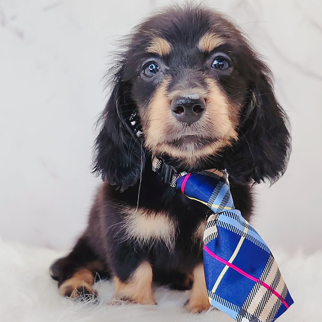 Dachshund 腊肠狗