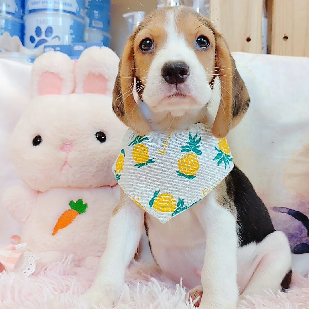 Beagle 米格鲁