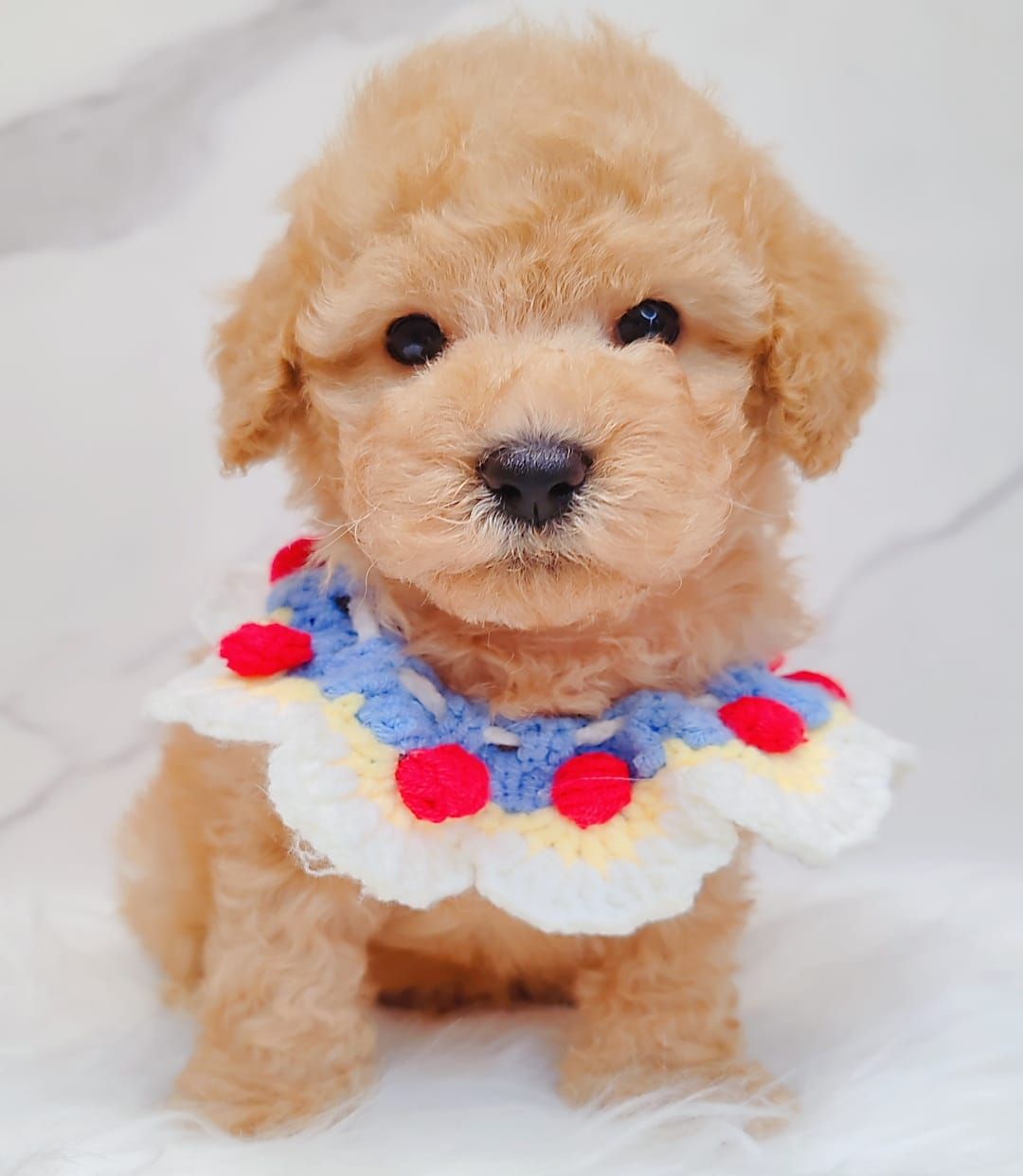 Poodle 娉拌开璐靛