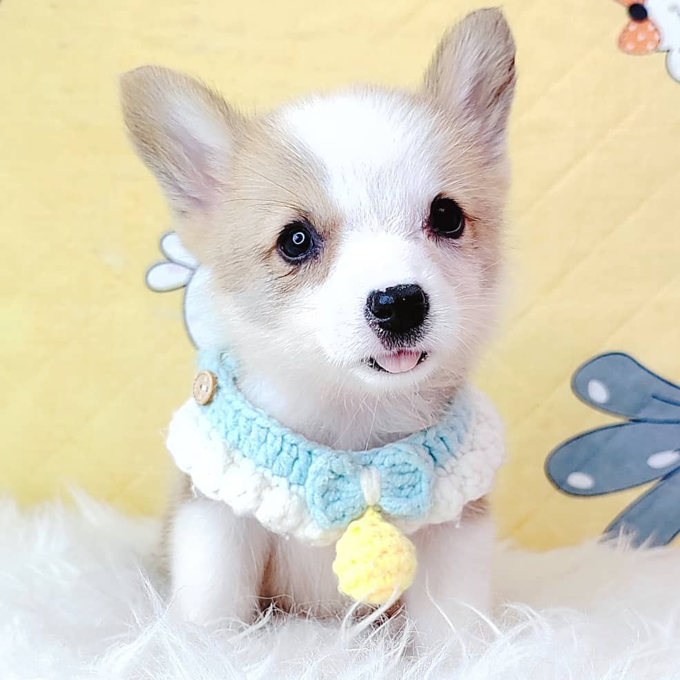 Corgi 柯基