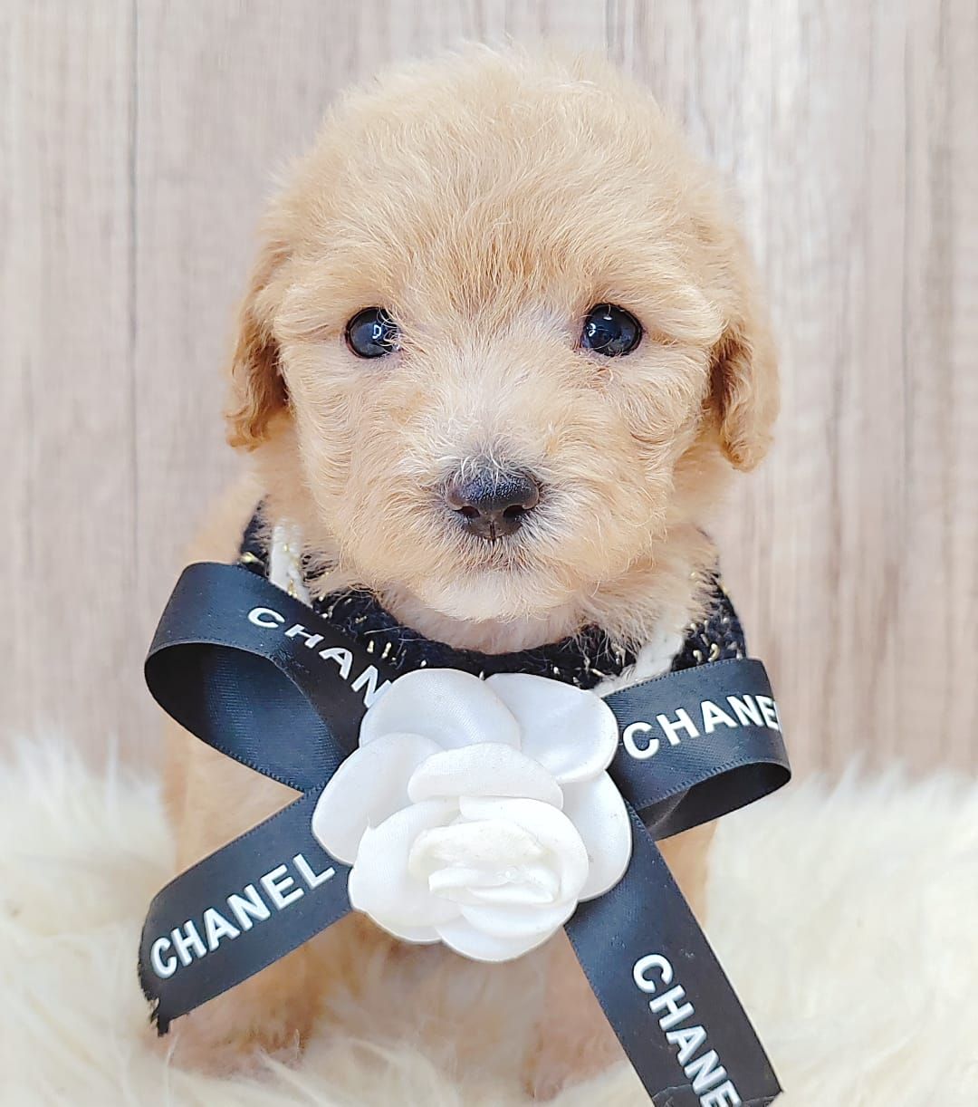 Poodle 娉拌开璐靛