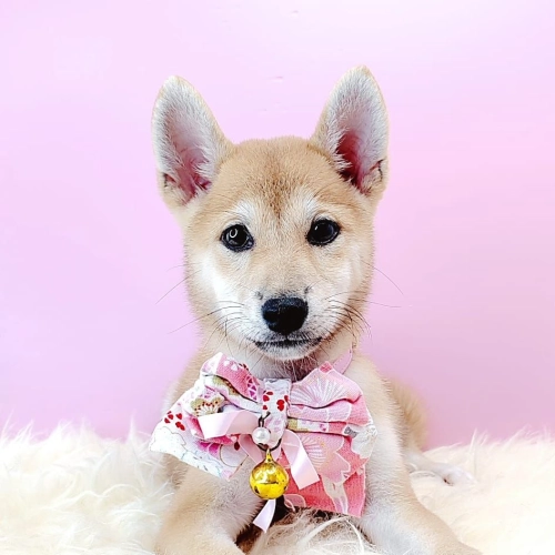  Shiba Inu 柴犬 - FURGATHER DESTINY PET HOUSE