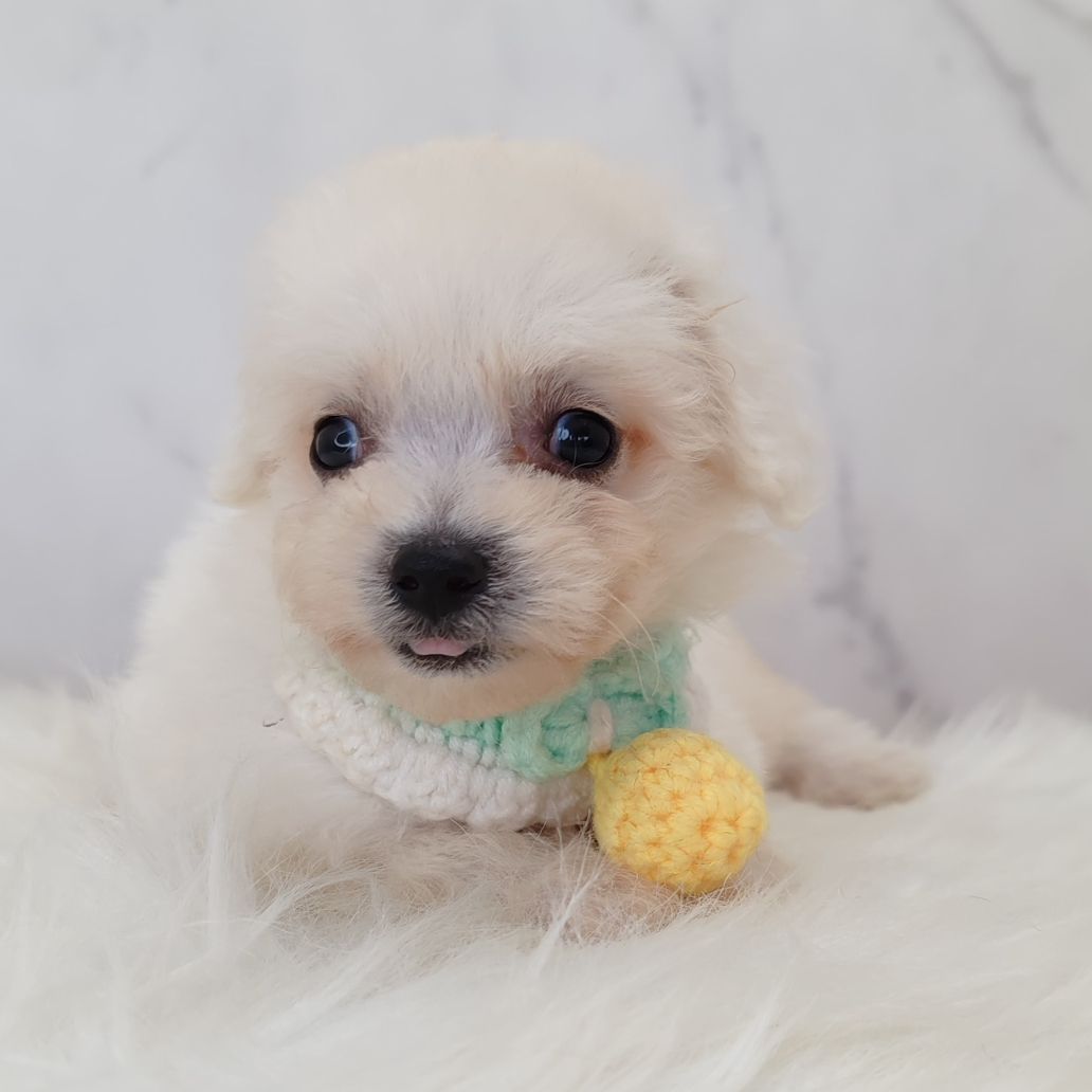 Bichon Frise 比熊