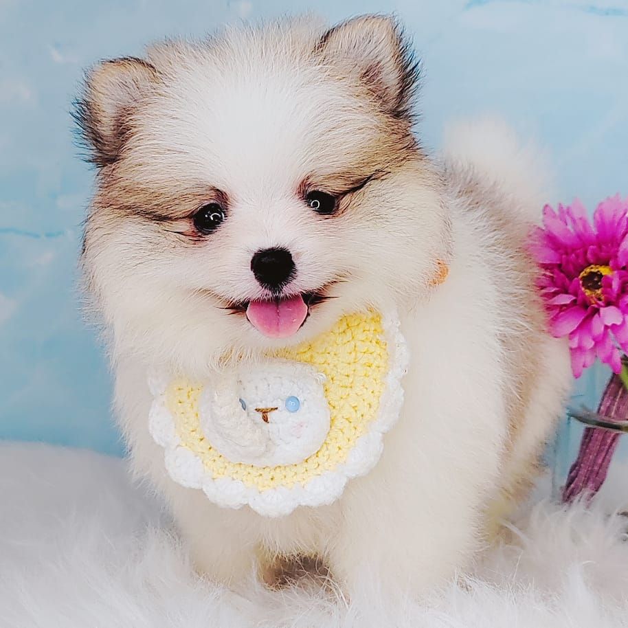 Pomeranian 博美