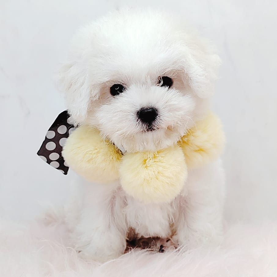  Bichon Frise 比熊